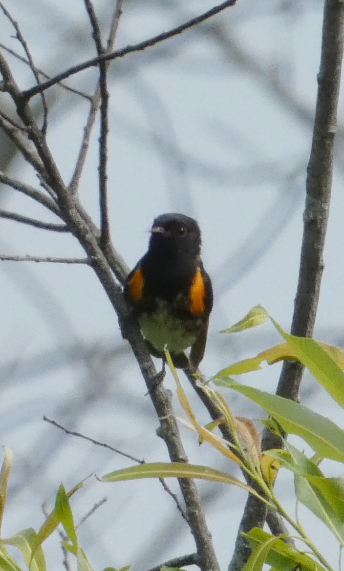 American Redstart - ML639272137