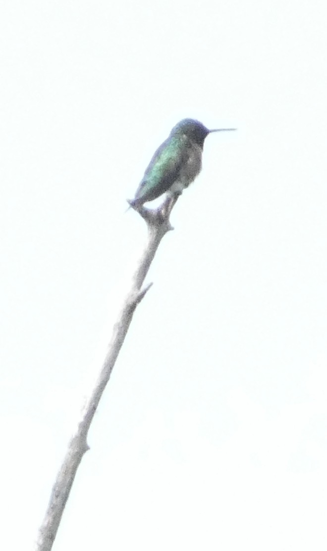 Ruby-throated Hummingbird - ML639272153