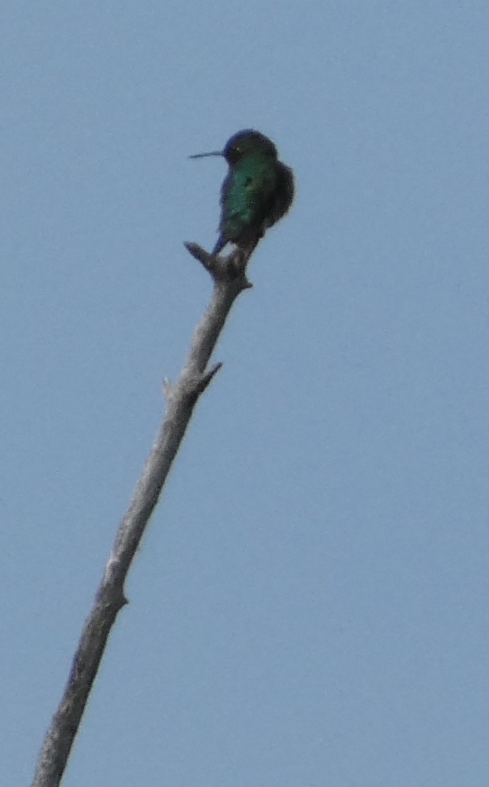 Ruby-throated Hummingbird - ML639272154