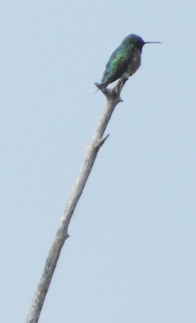Ruby-throated Hummingbird - ML639272155