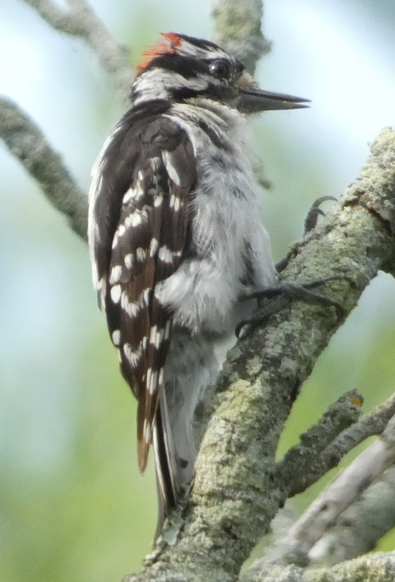 Hairy Woodpecker - ML639272184