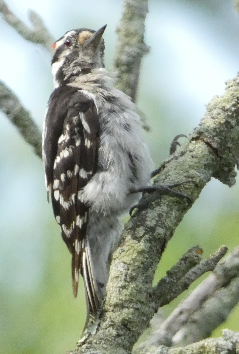 Hairy Woodpecker - ML639272185