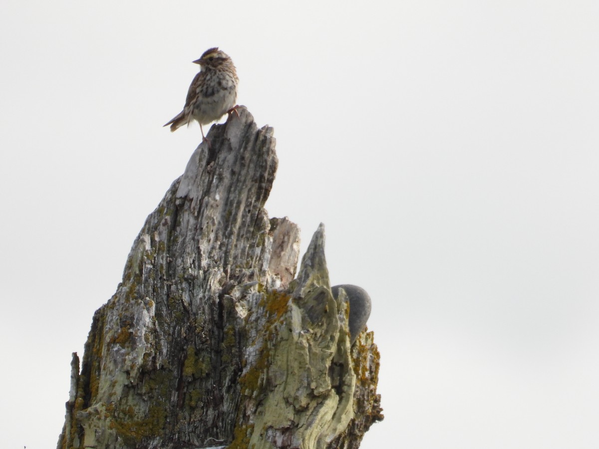 Savannah Sparrow - ML639272207