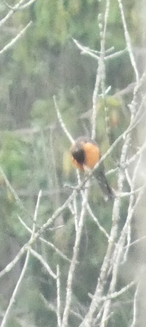 Orchard Oriole - ML639272208