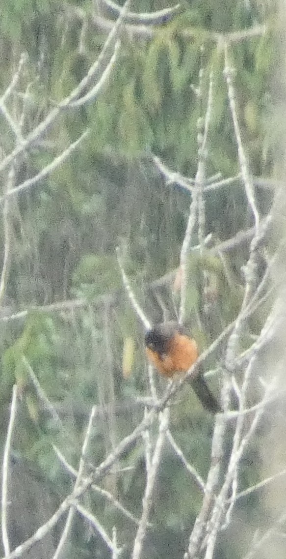 Orchard Oriole - ML639272209