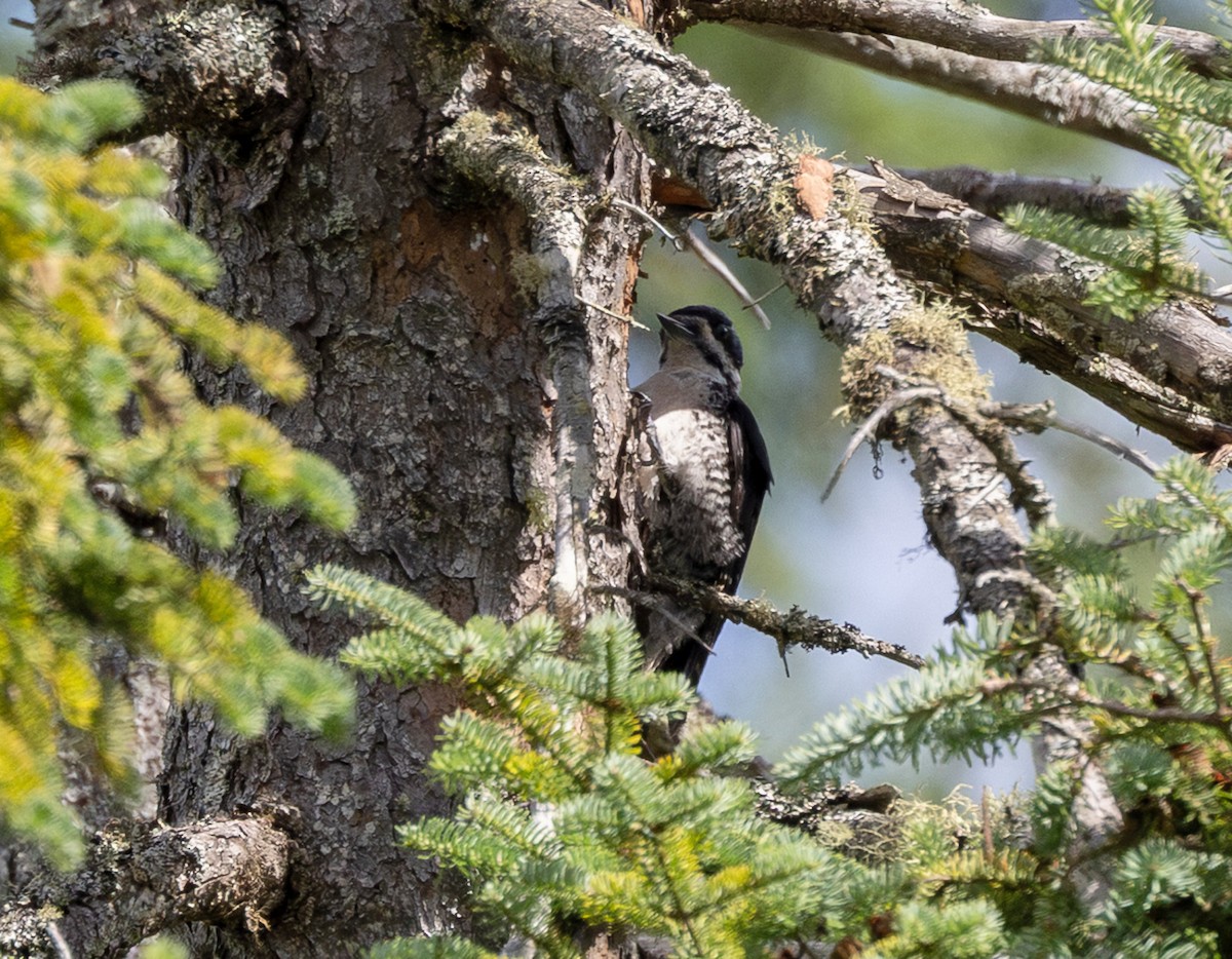 Black-backed Woodpecker - ML639272217