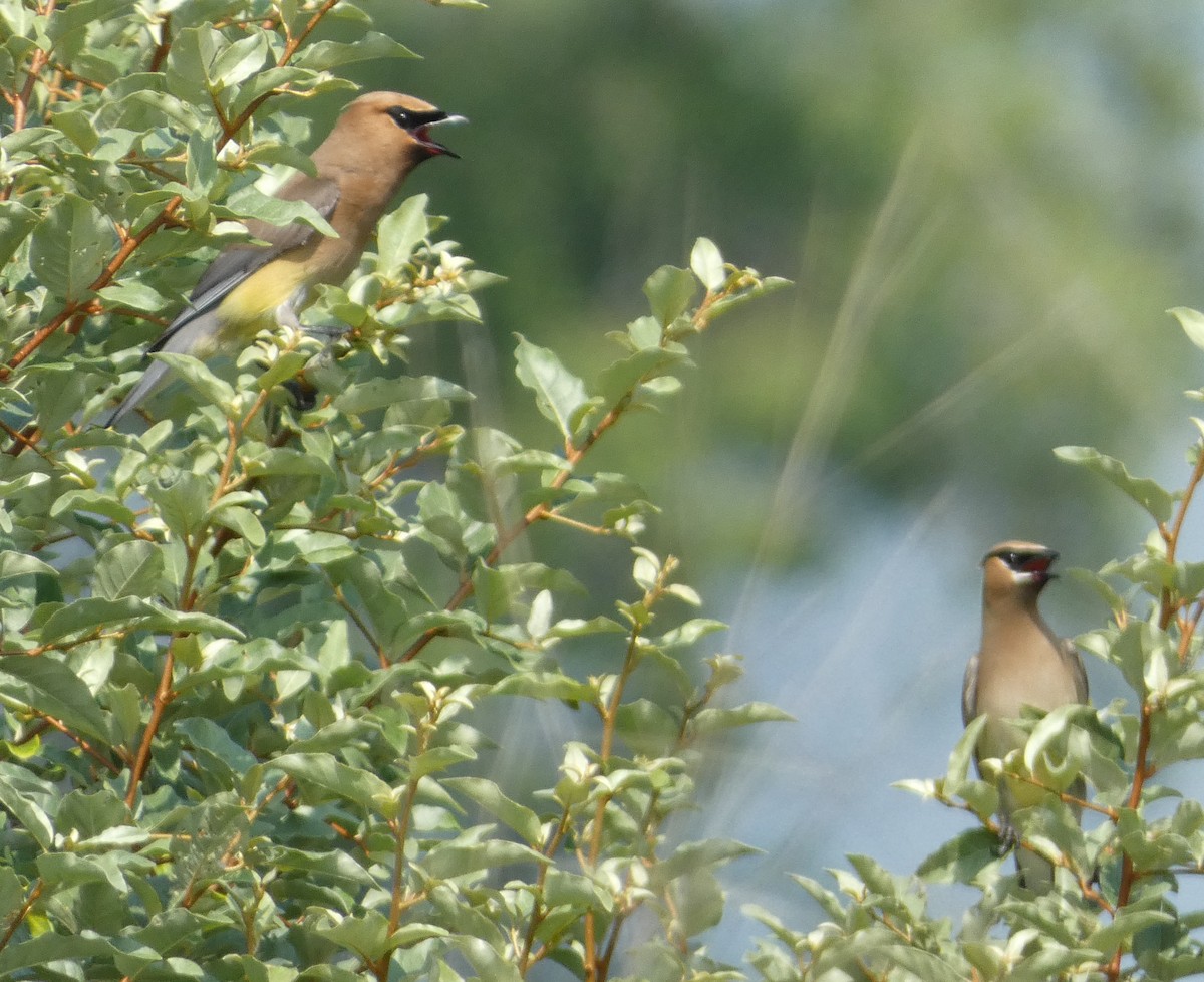 Cedar Waxwing - ML639272223