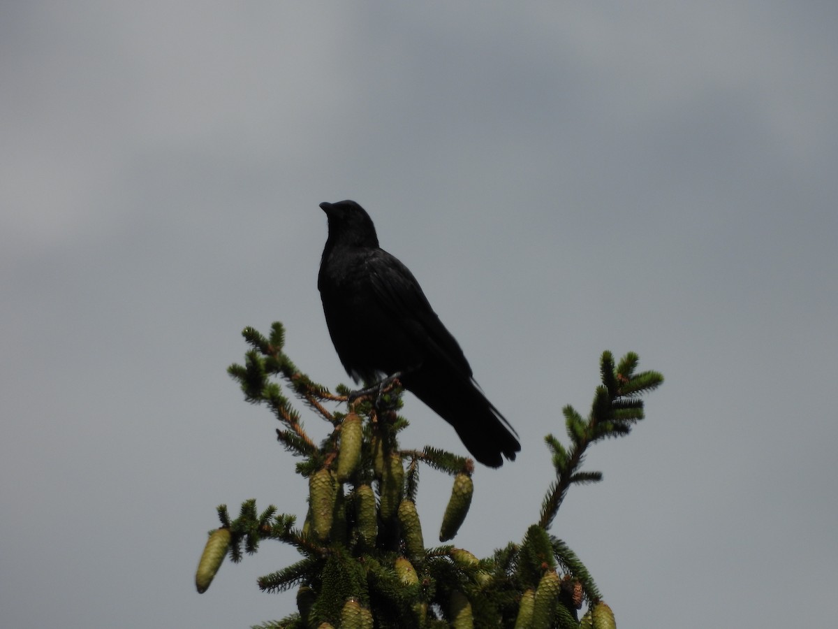 crow sp. - ML639272245