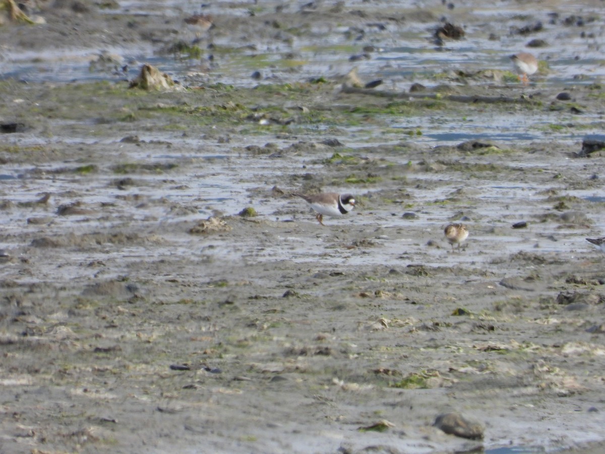 Semipalmated Plover - ML639272284