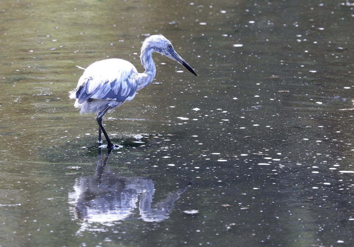 Little Blue Heron - ML639272358