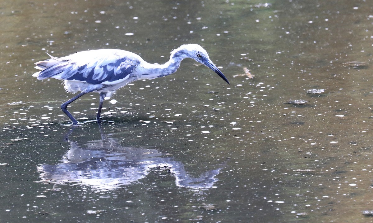 Little Blue Heron - ML639272365