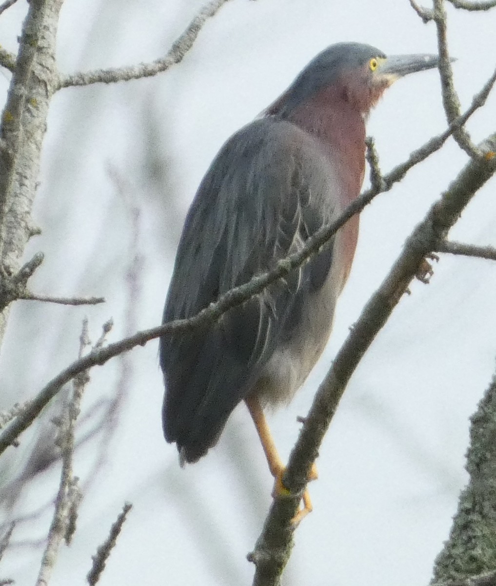 Green Heron - ML639272546