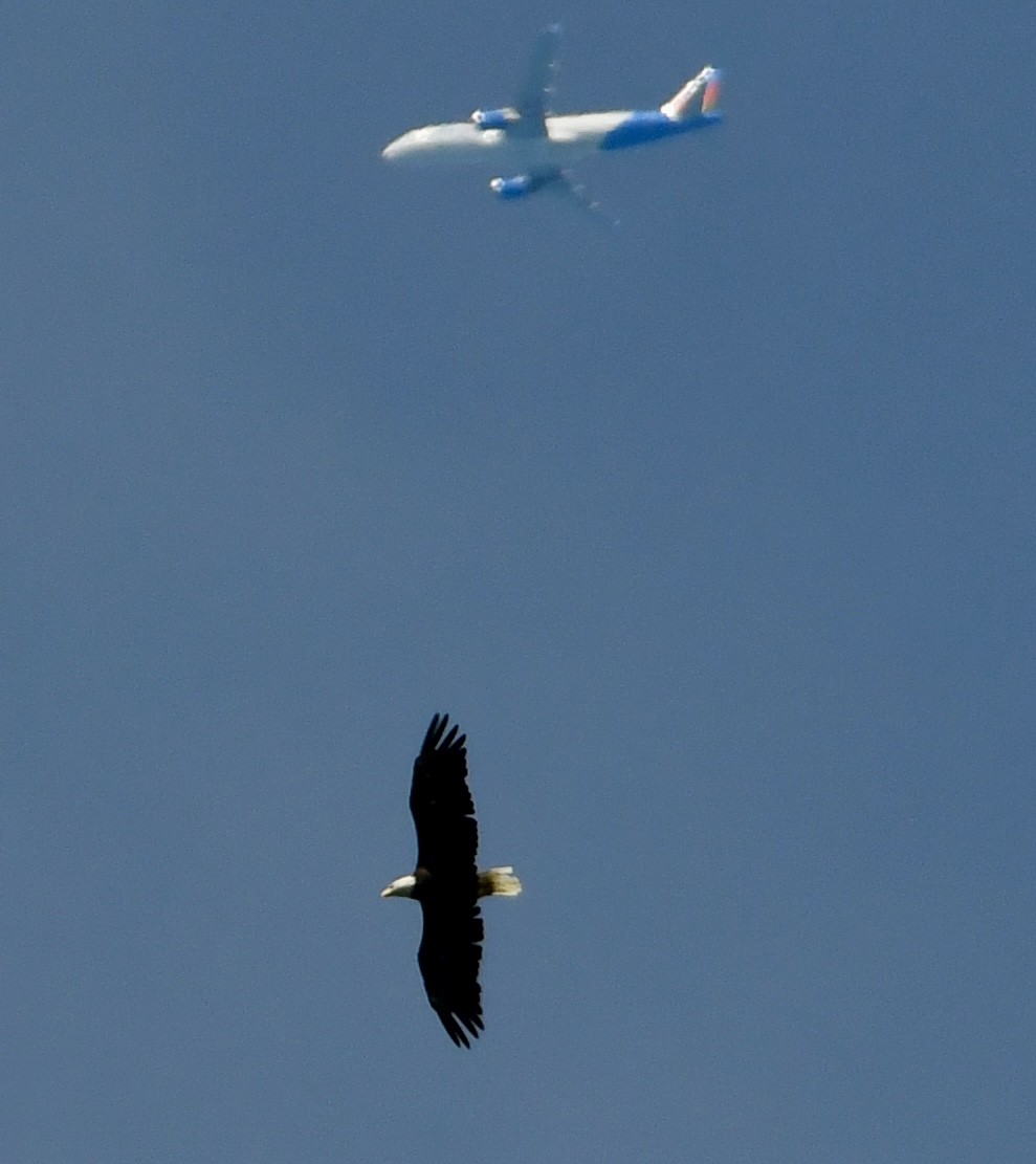 Bald Eagle - ML639272669