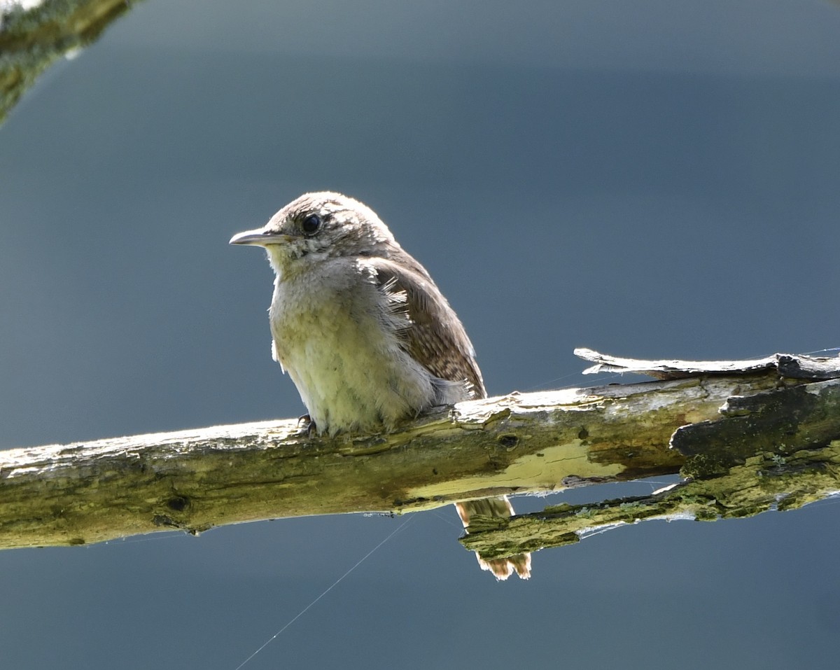 Northern House Wren - ML639272676