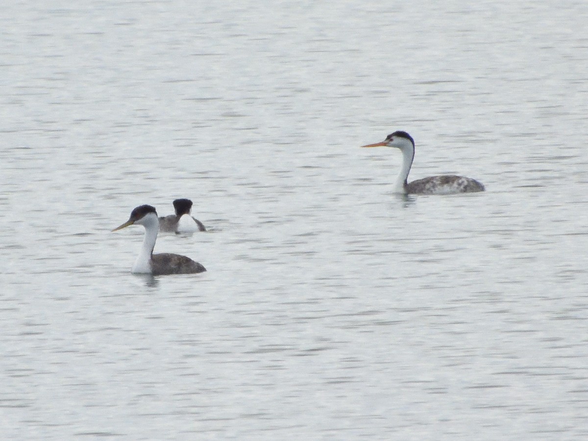 Clark's Grebe - ML639272677