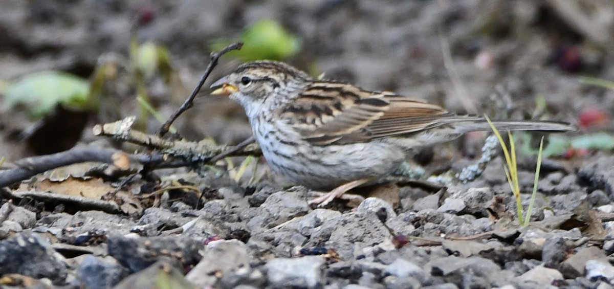 Chipping Sparrow - ML639272686
