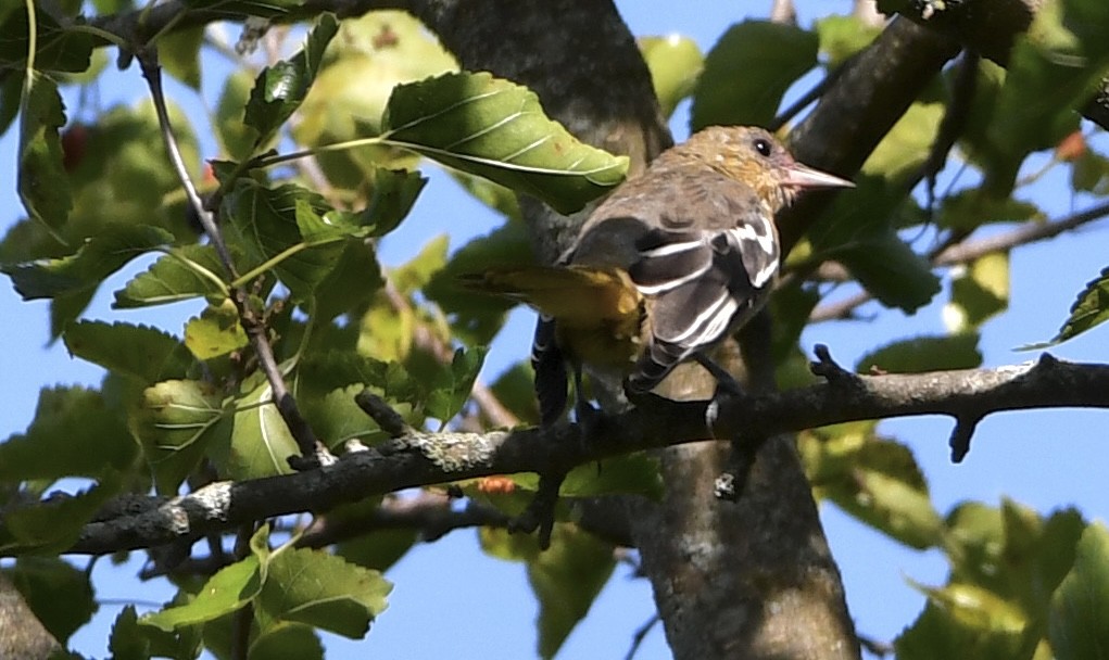 Baltimore Oriole - ML639272707