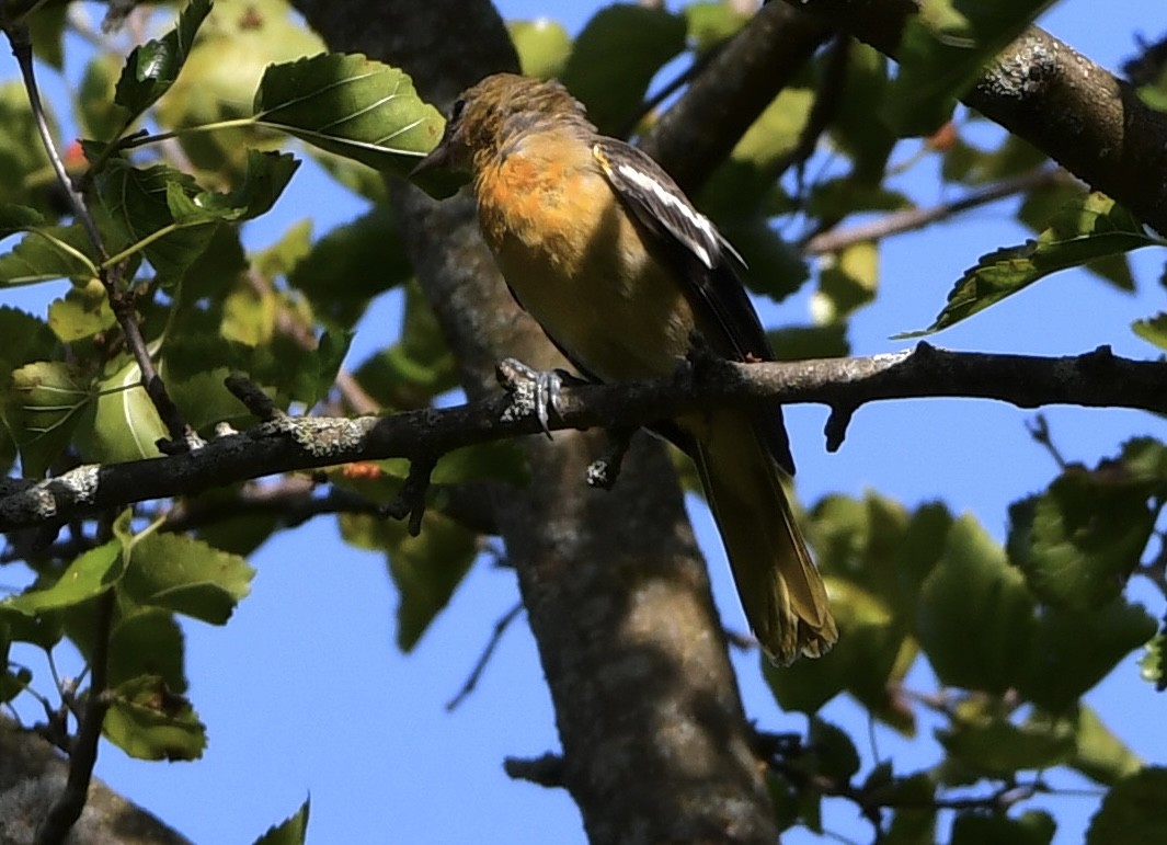 Baltimore Oriole - ML639272708