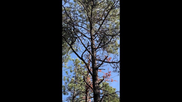 Red-breasted Nuthatch - ML639272728