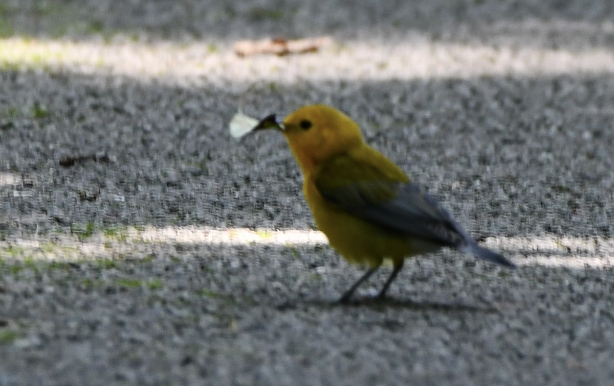 Prothonotary Warbler - ML639272729