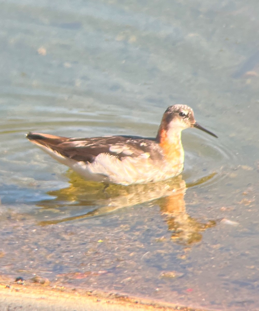 Red-necked Phalarope - ML639272834