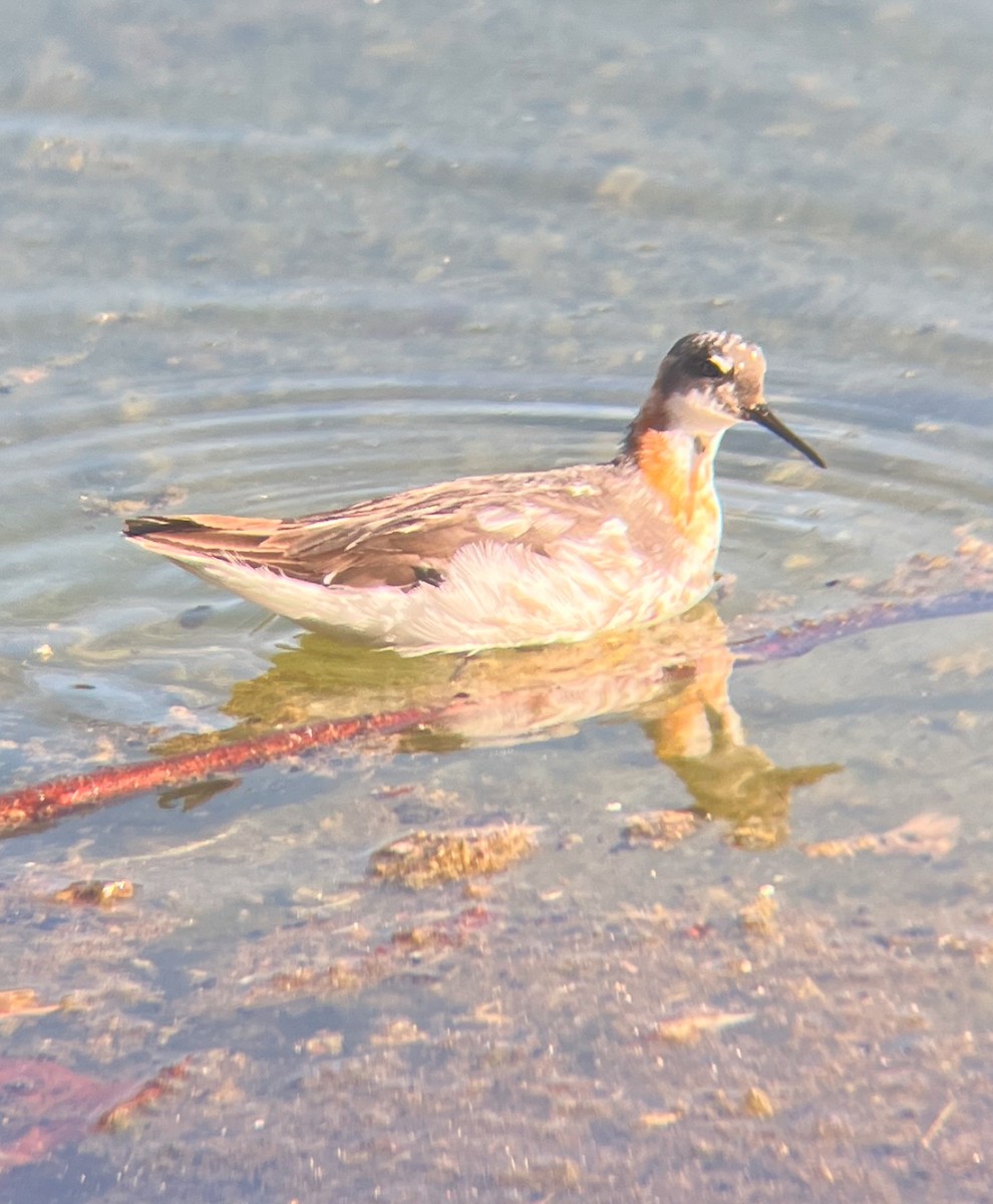 Red-necked Phalarope - ML639272835