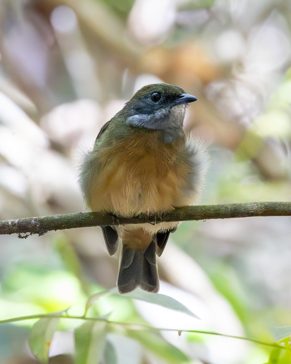 Flame-crowned Manakin - ML639272941