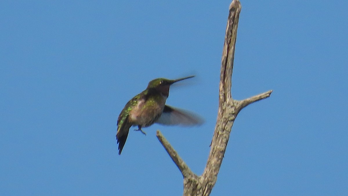 Ruby-throated Hummingbird - ML639273001