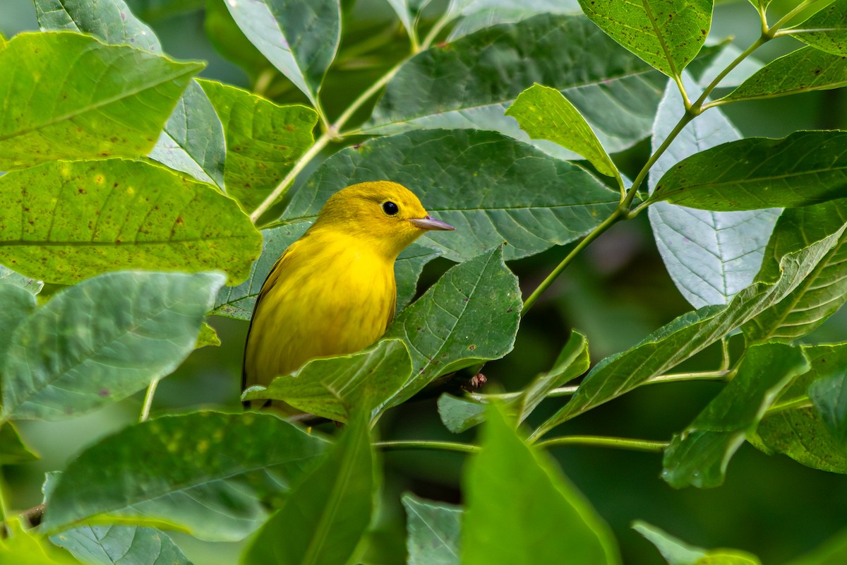 Yellow Warbler - ML639273047