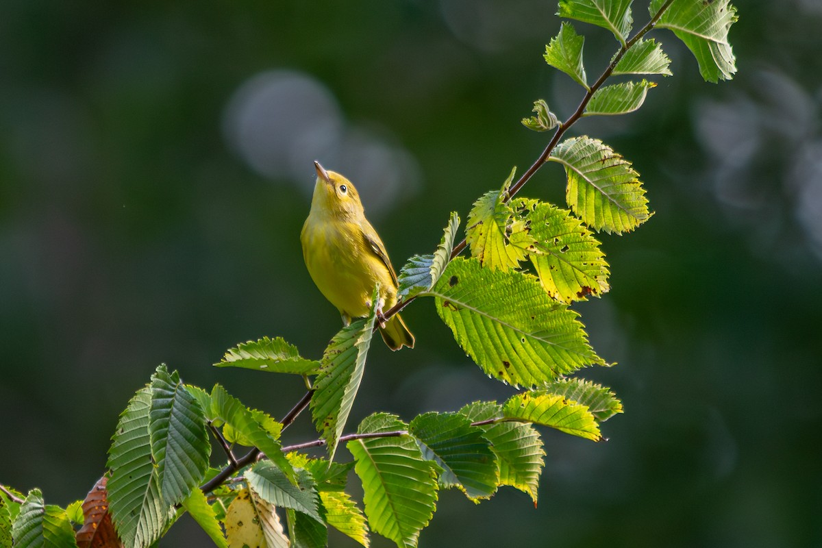 Yellow Warbler - ML639273054