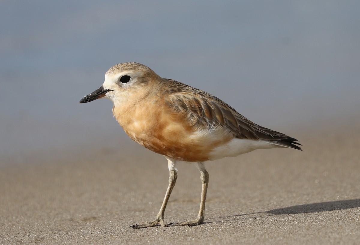 Red-breasted Dotterel - ML639273058