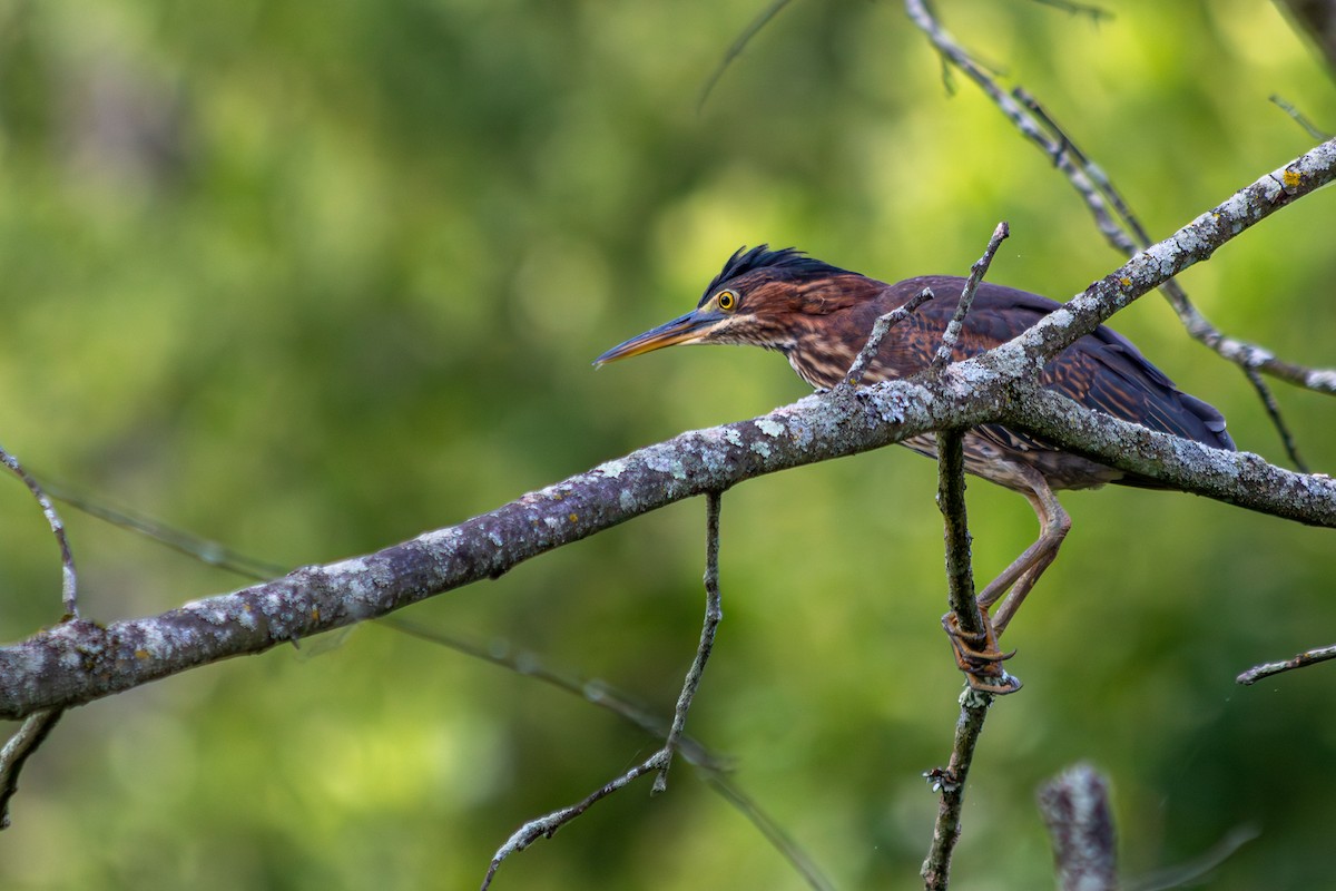 Green Heron - ML639273070