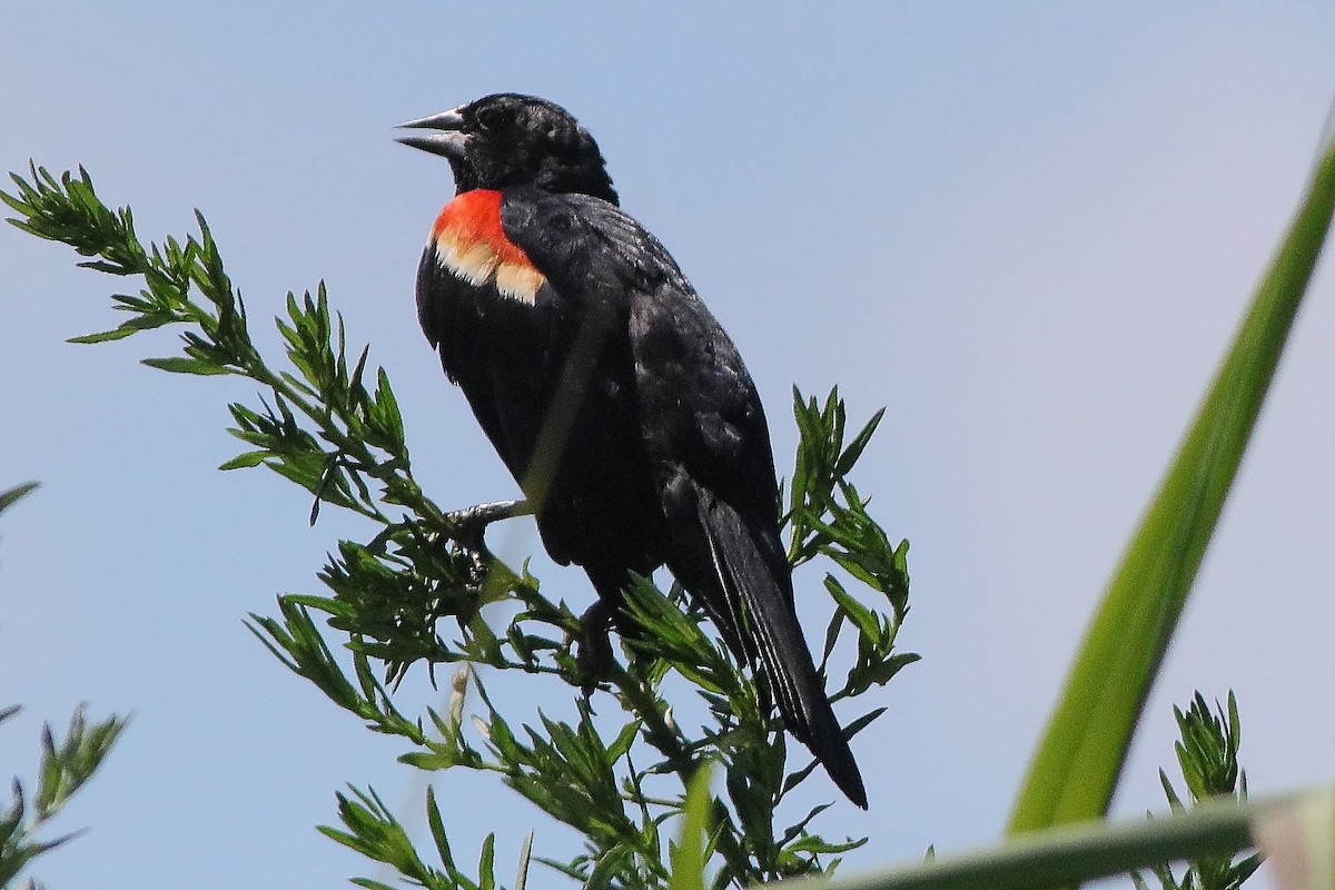 Red-winged Blackbird - ML639273071