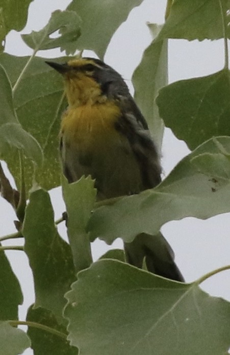 Grace's Warbler - ML639273074