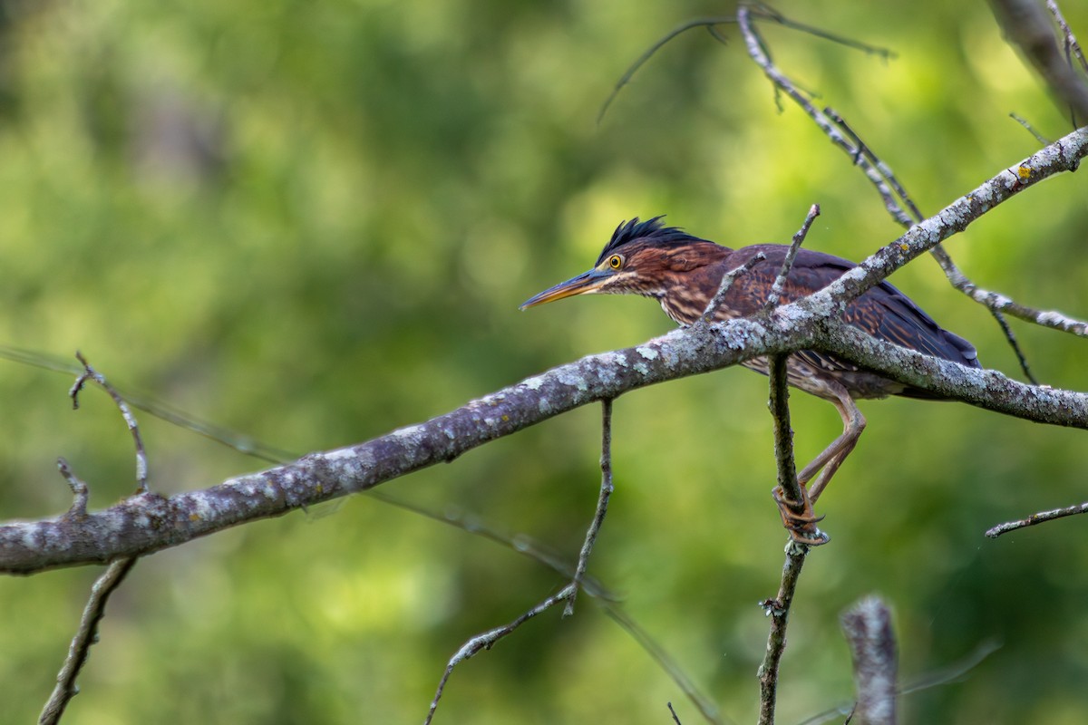 Green Heron - ML639273077