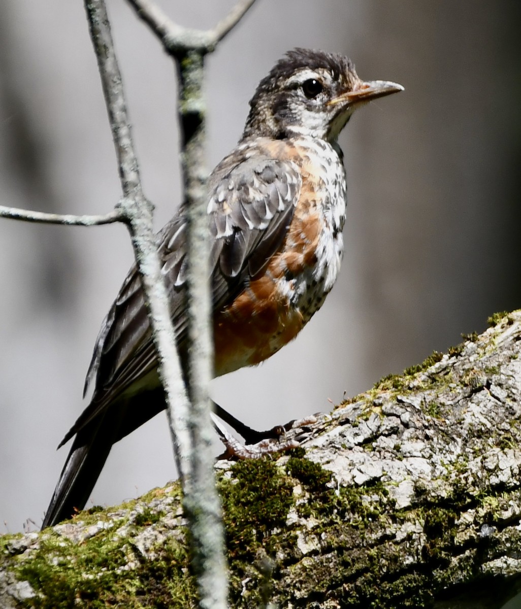 American Robin - ML639273079
