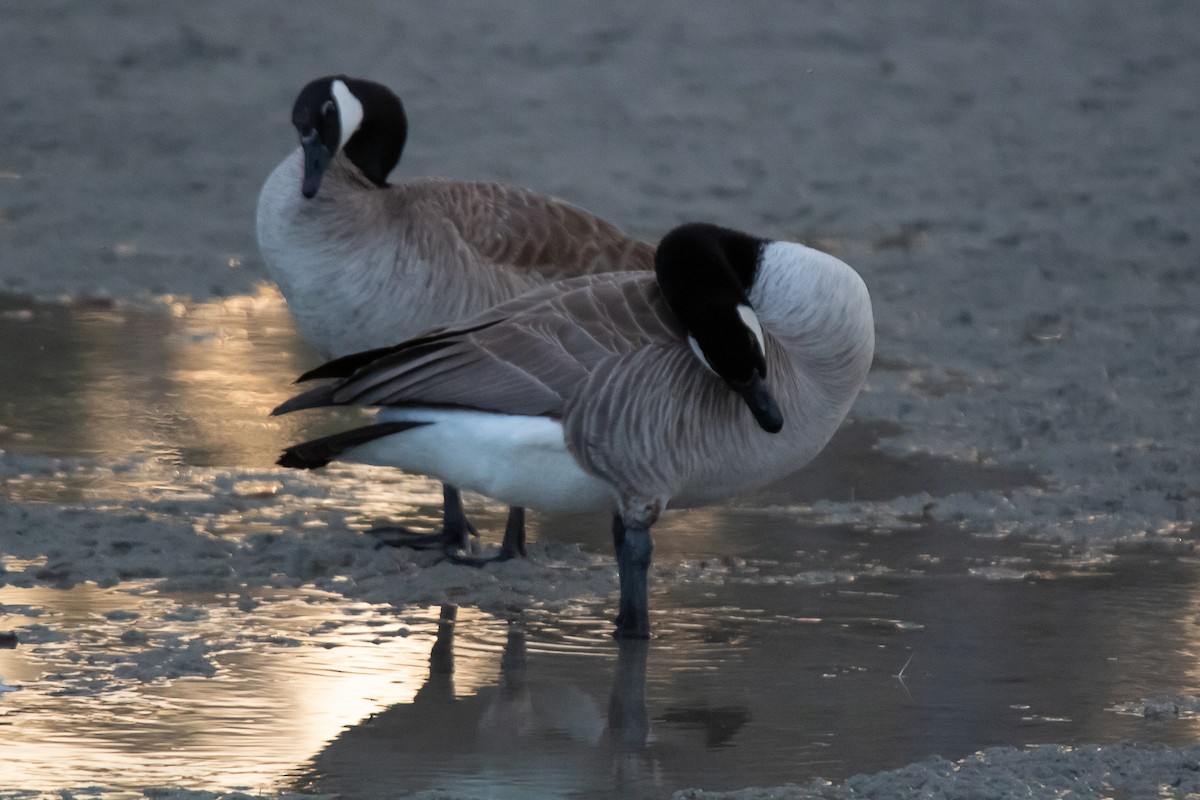 Canada Goose - ML639273102