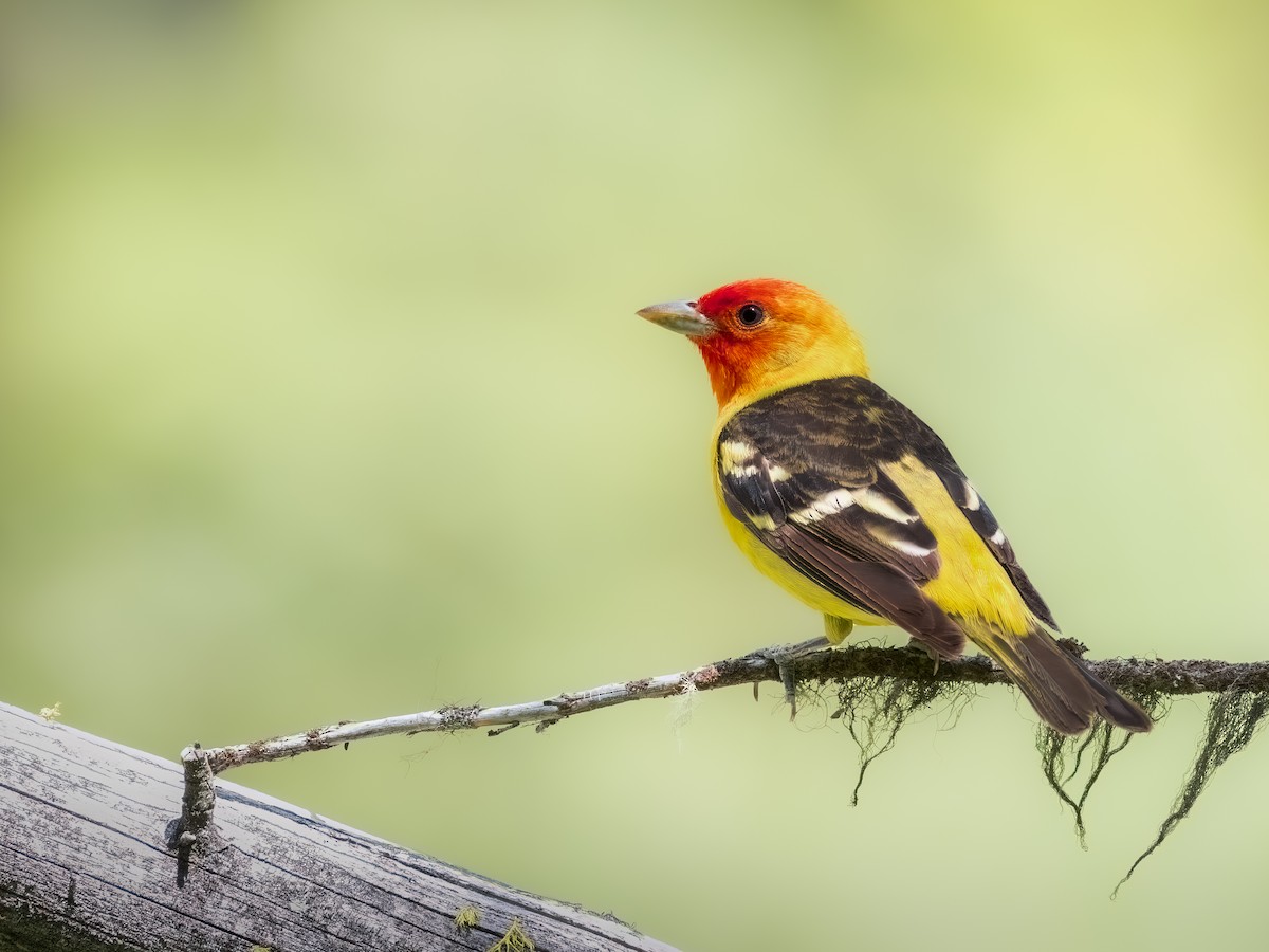 Western Tanager - ML639273104