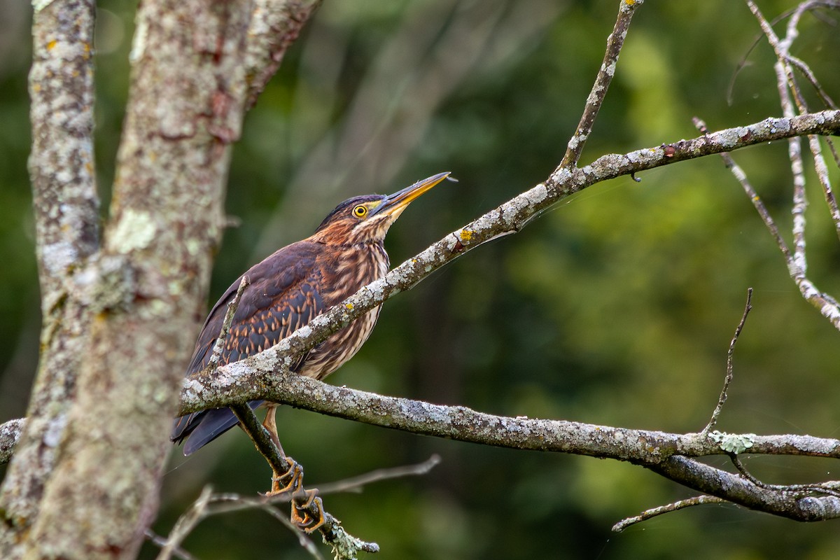 Green Heron - ML639273130