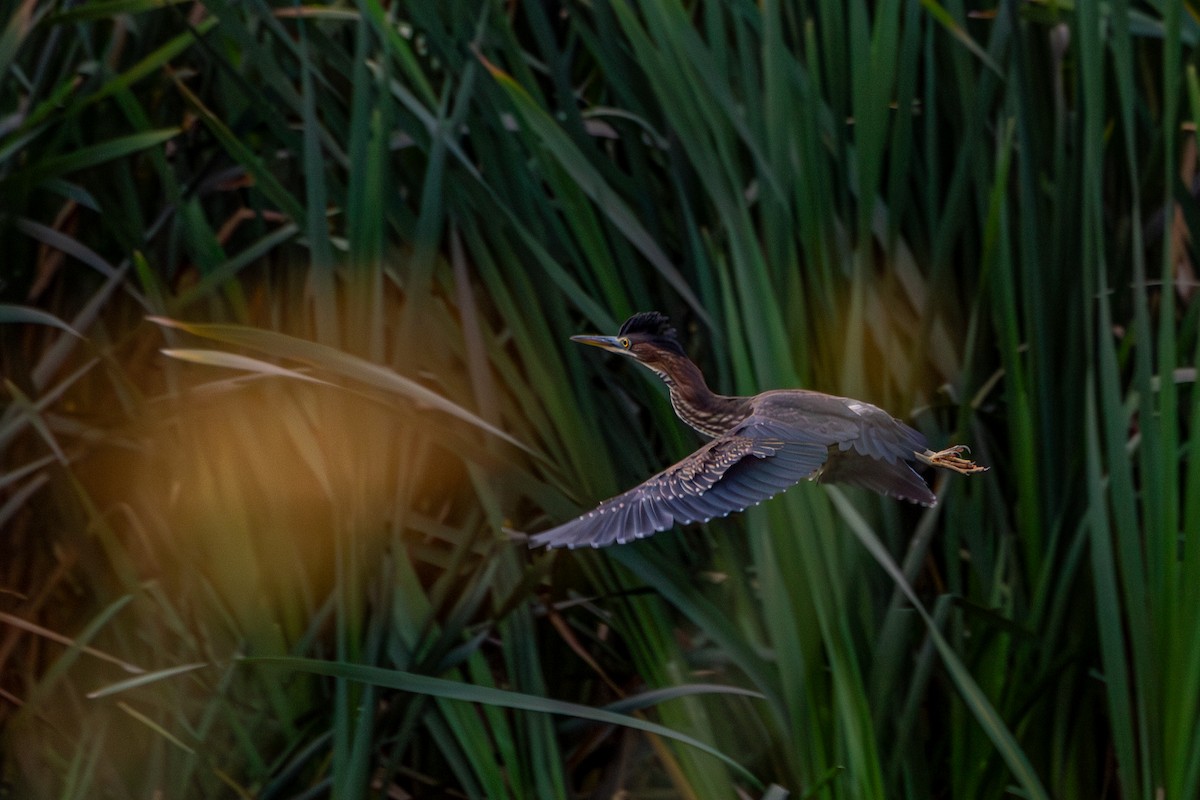 Green Heron - ML639273144