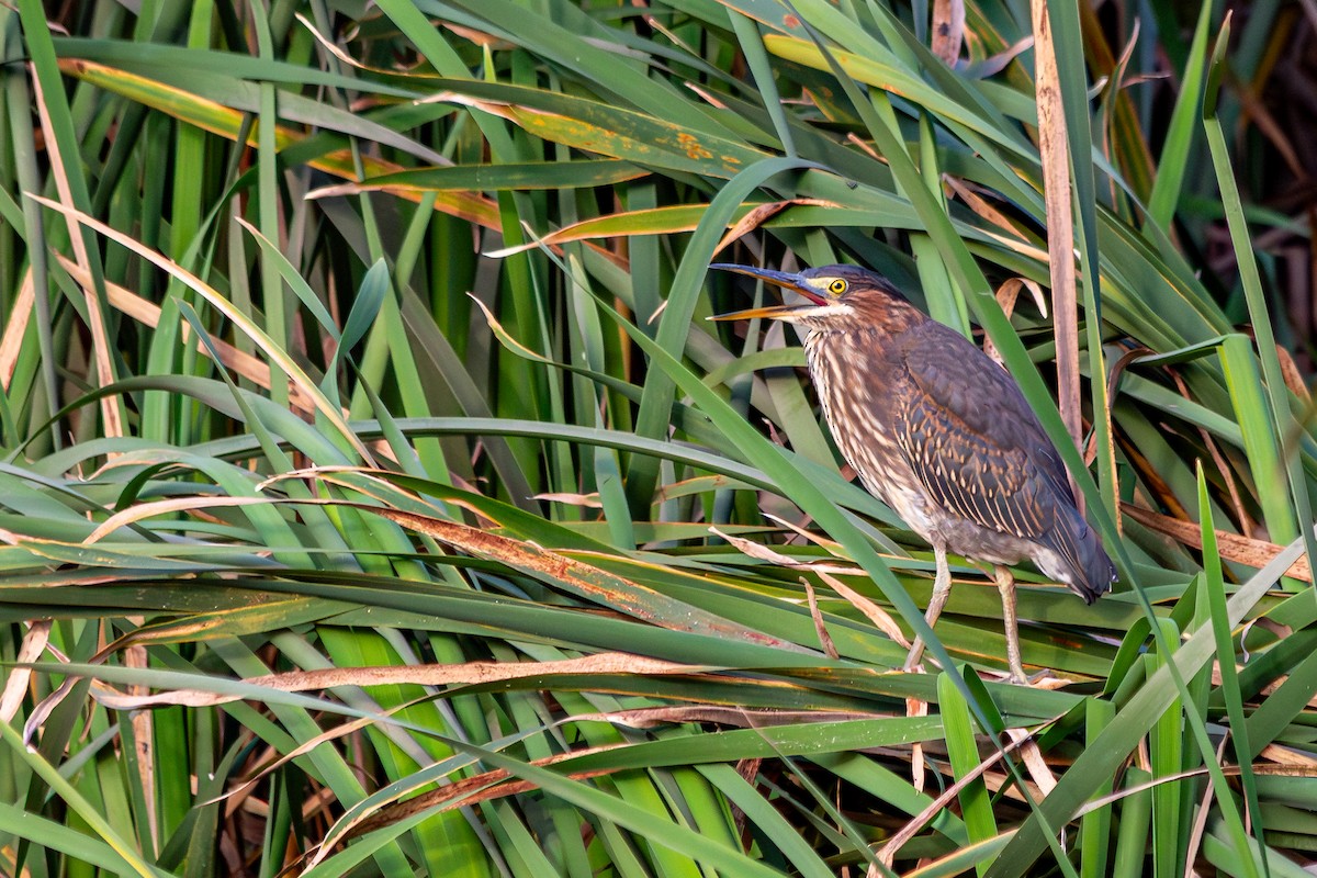 Green Heron - ML639273150