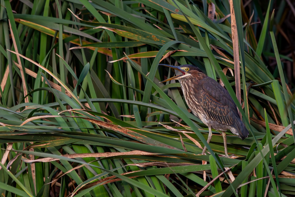 Green Heron - ML639273161