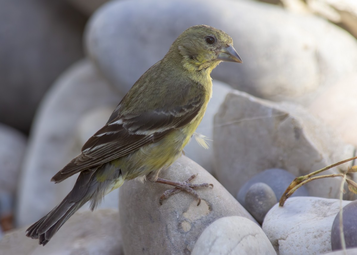 Lesser Goldfinch - ML639273186