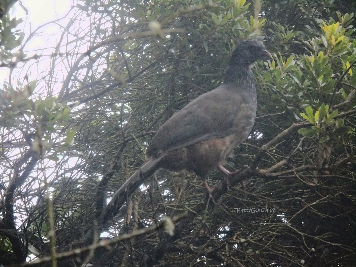 Andean Guan - ML639273250