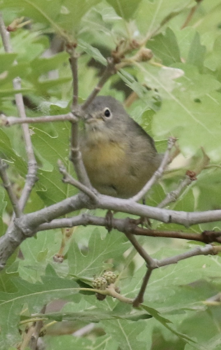 Virginia's Warbler - ML639273273