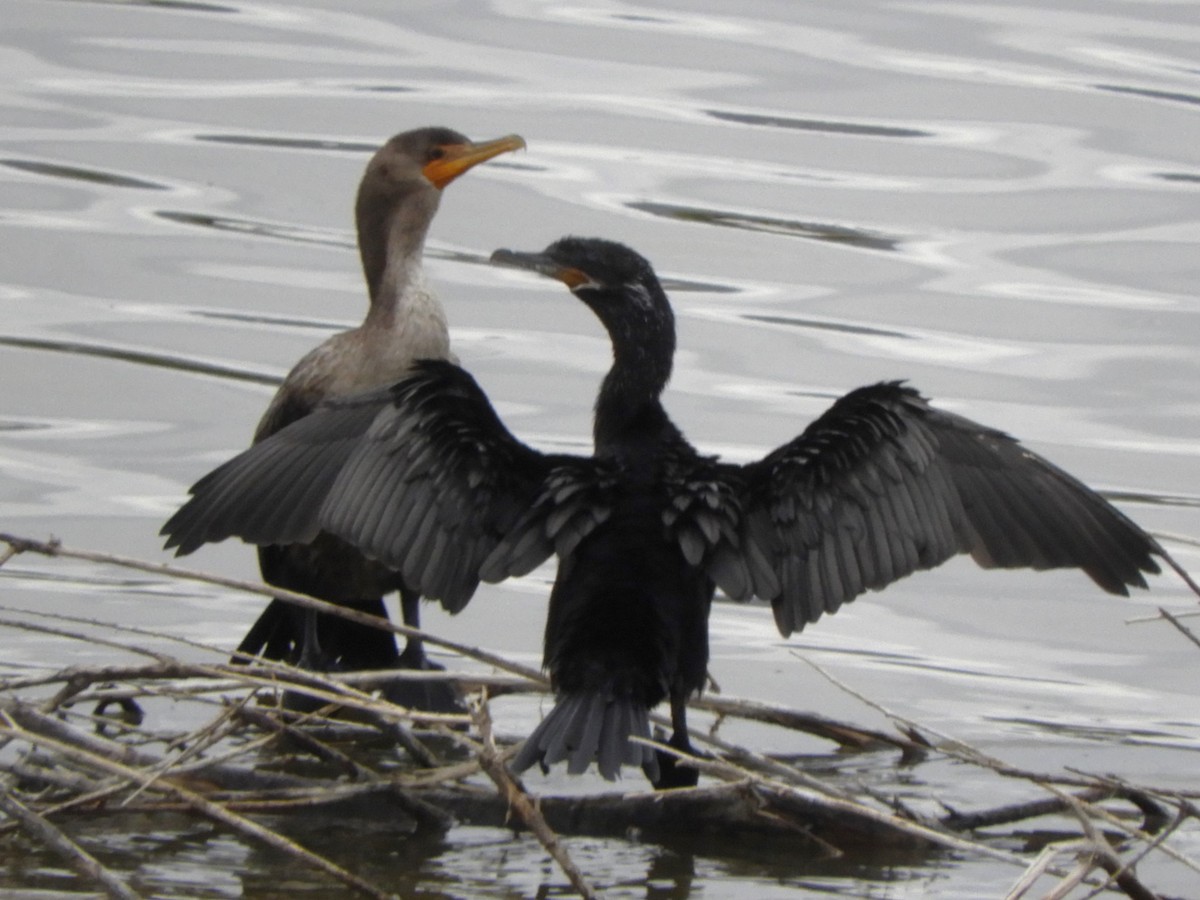 Neotropic Cormorant - ML639273464
