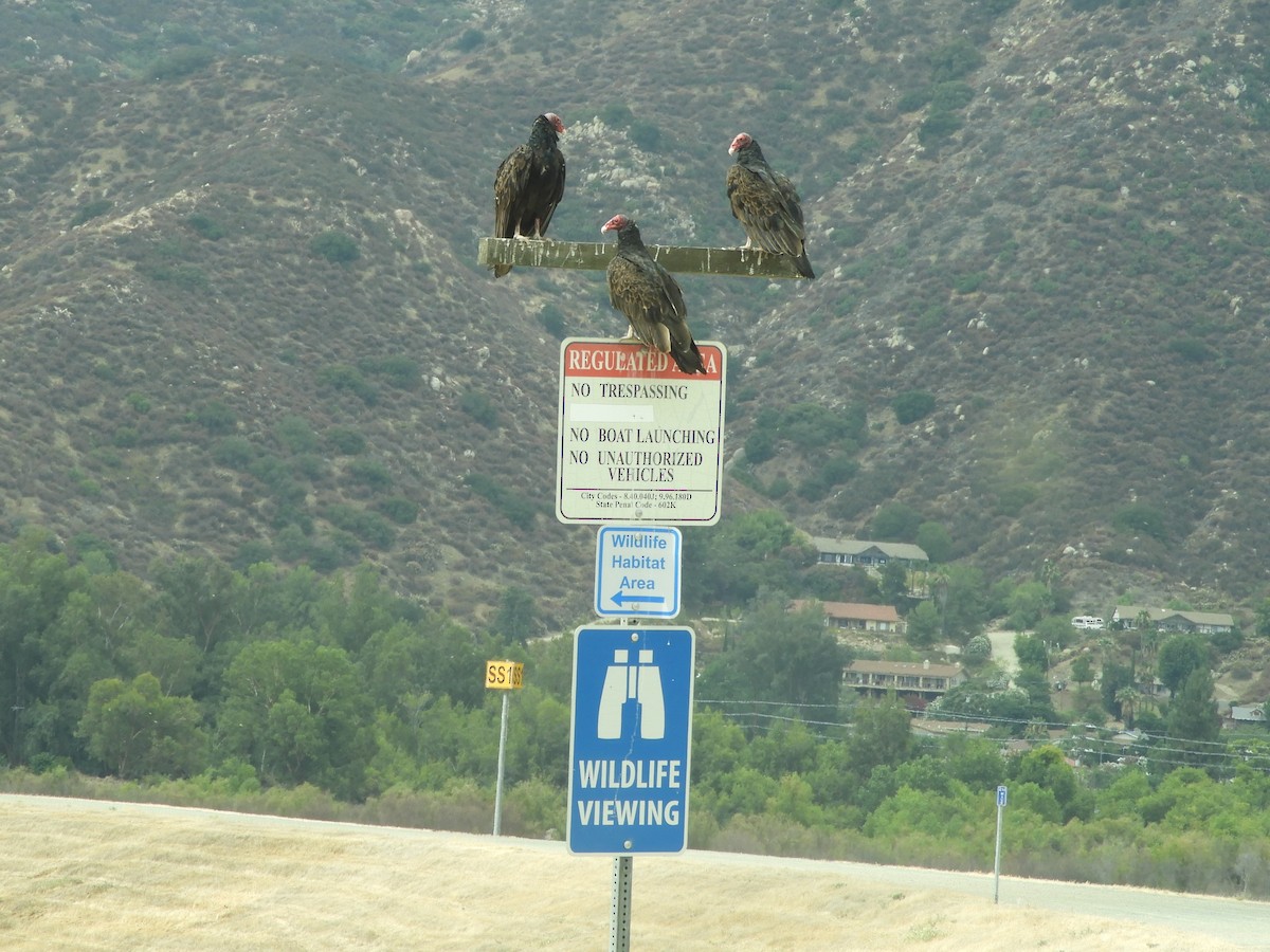 Turkey Vulture - ML639273525