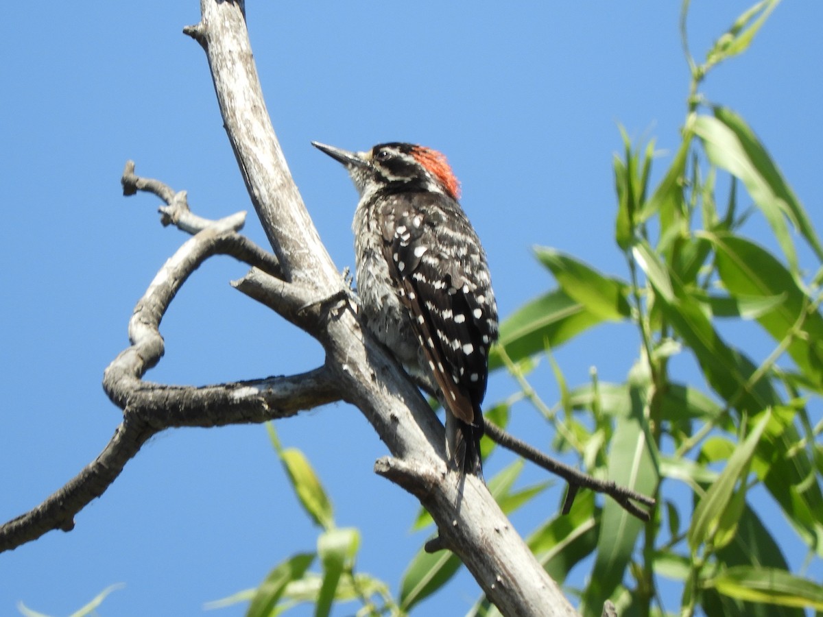 Nuttall's Woodpecker - ML639273575