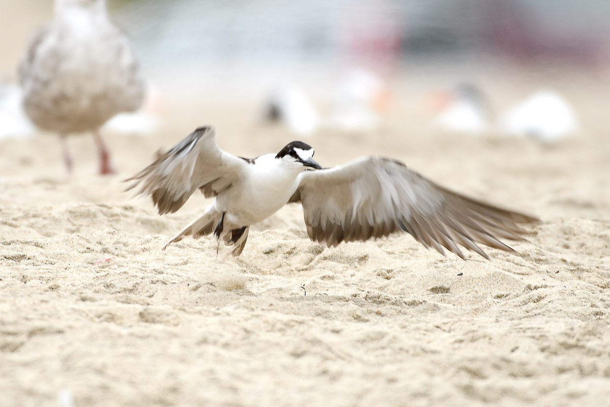 Sooty Tern - ML639273802