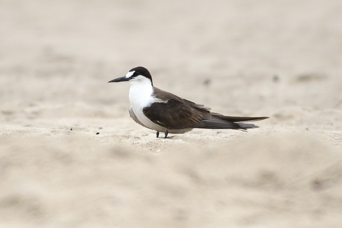 Sooty Tern - ML639273809